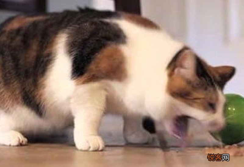 猫咪呕吐有血丝是怎么回事