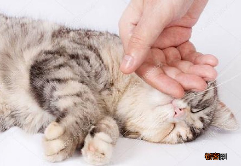 猫一直叫为什么