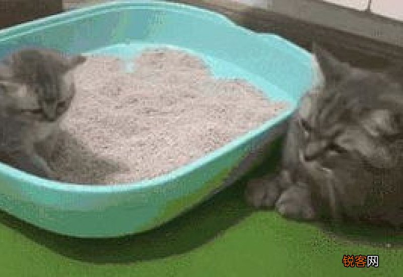 怎么教小猫用猫砂盆上厕所