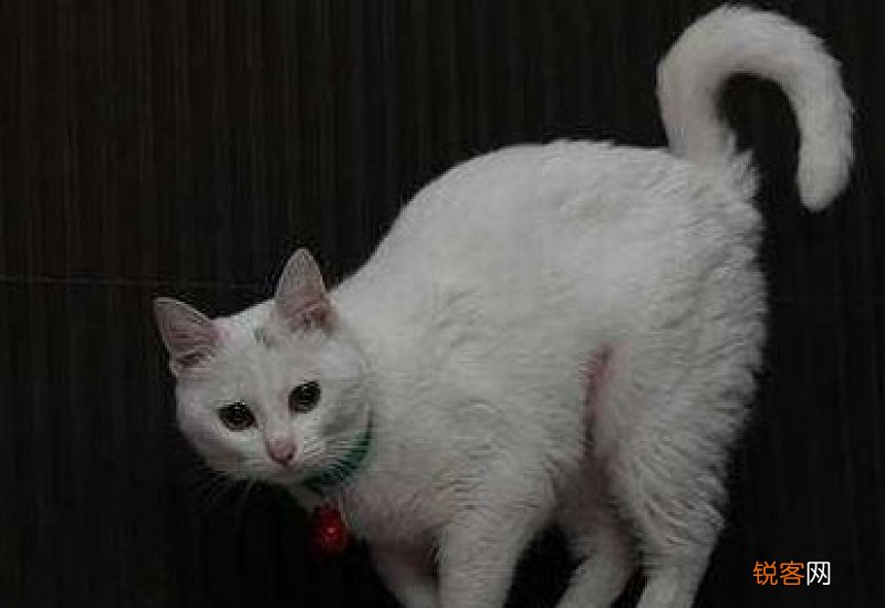 母猫一直叫个不停是怎么回事