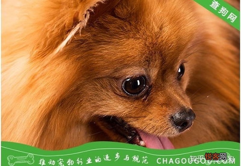 三个月狗狗呕吐是怎么回事