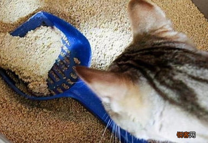猫咪乱尿是什么原因