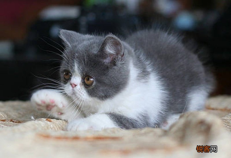 猫咪眉骨上有小红点是猫癣吗