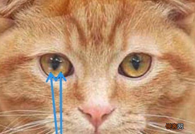 猫眼睛白点是什么病