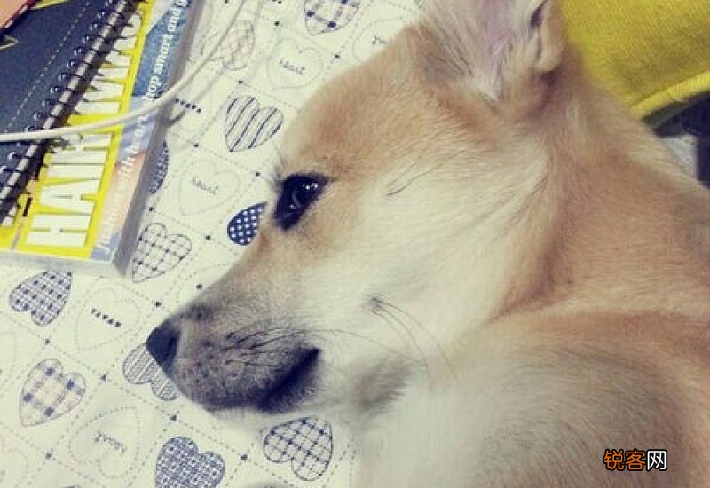 狗狗肛门流出褐色液体怎么办