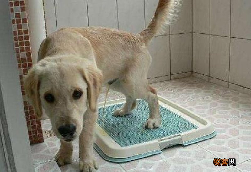 狗尿血是什么病