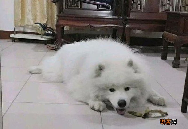 萨摩耶剃毛后多久能长出来