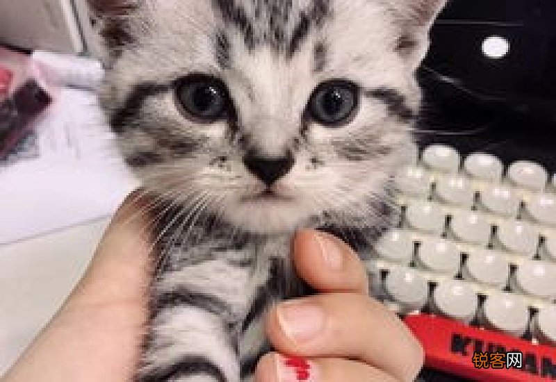 猫总是呕吐是怎么回事