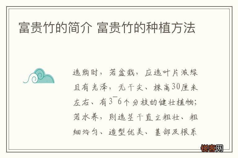 富贵竹的简介 富贵竹的种植方法