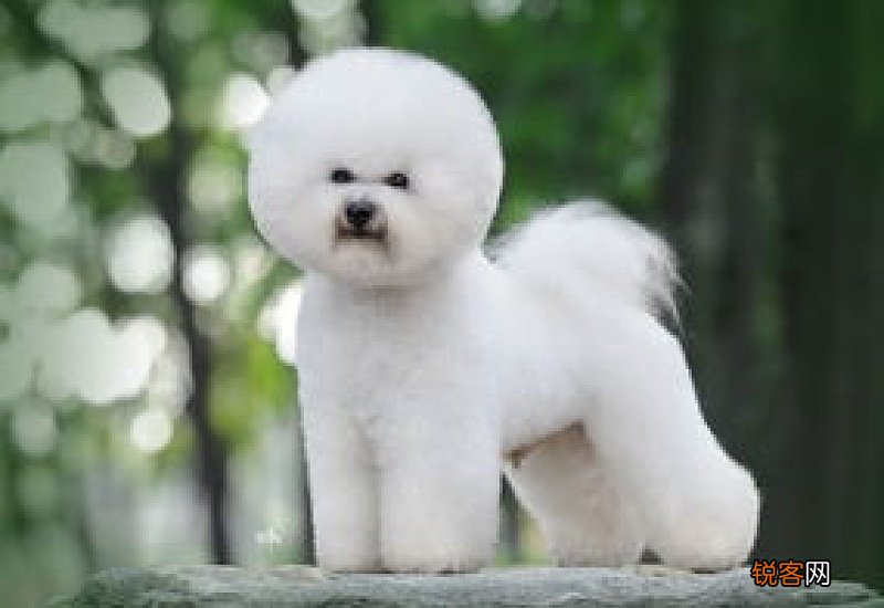 比熊犬性格和特点
