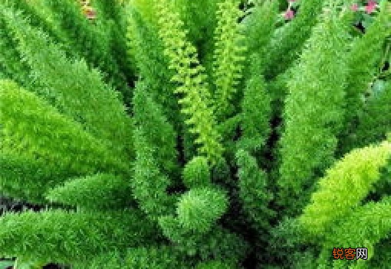 天门冬种植时间