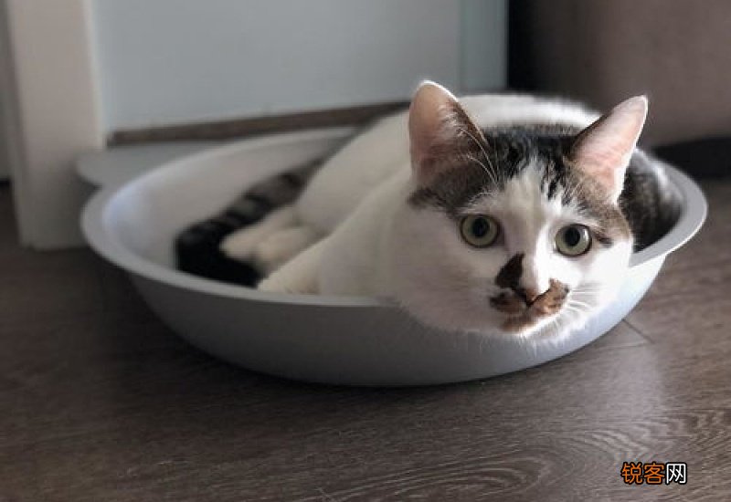 猫传腹为什么不吃东西