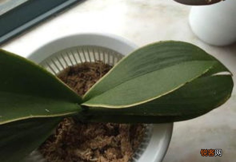 花换盆后叶子蔫了怎么办