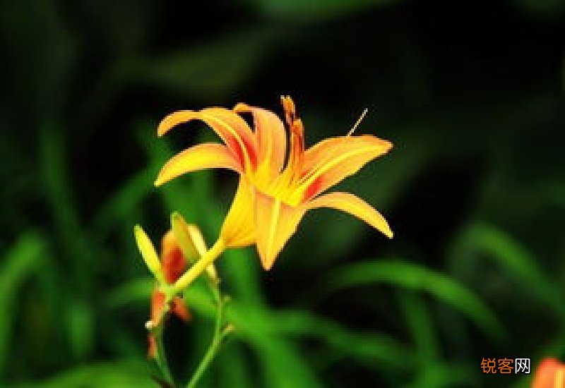 萱草花为什么是母亲花?