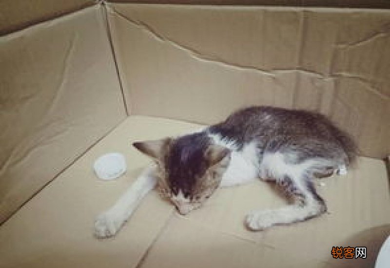 两个月大的猫可以洗澡吗