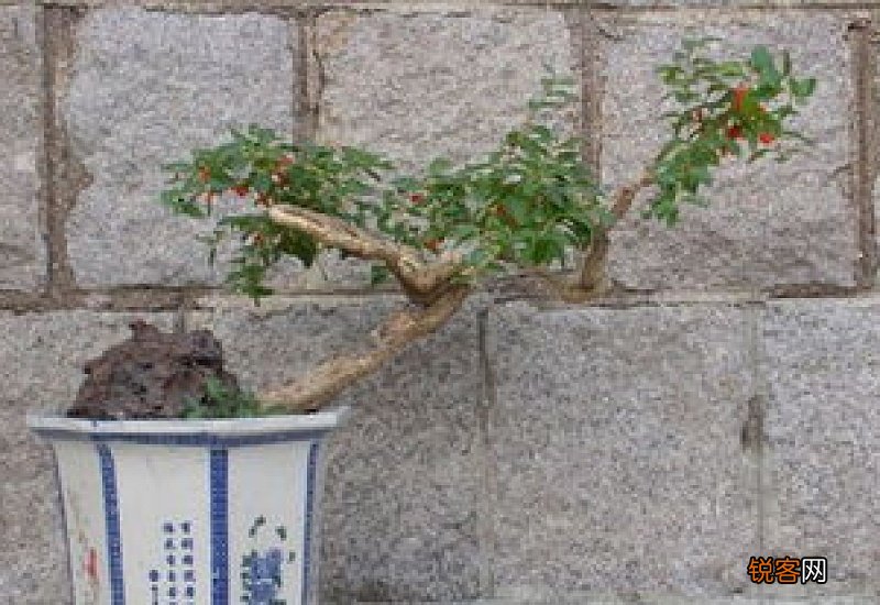 枸杞盆景什么时候可以翻盆