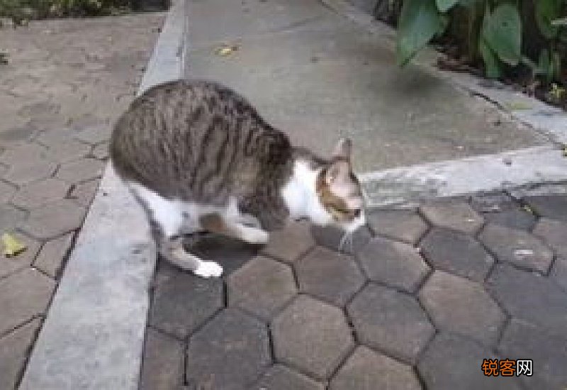 猫后腿比前腿粗什么原因