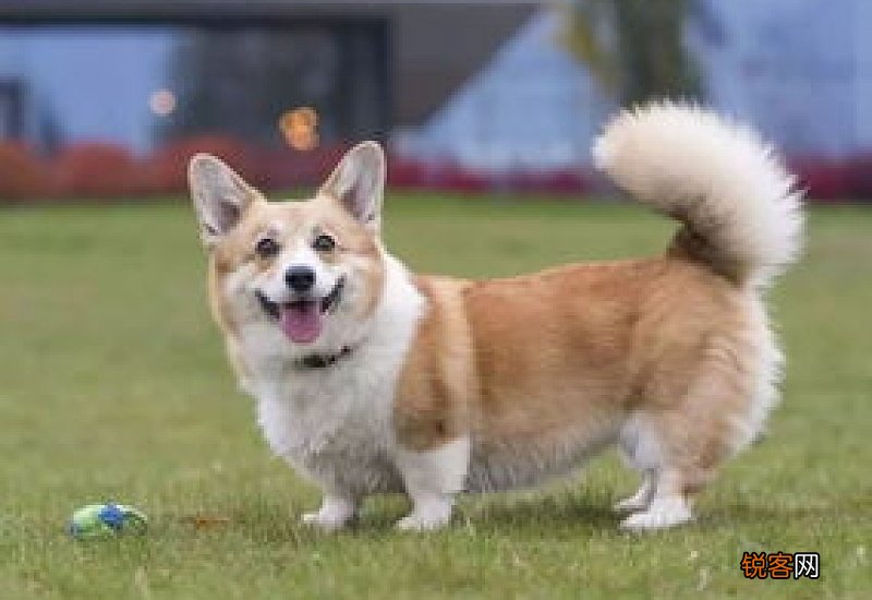 柯基犬有尾巴吗?