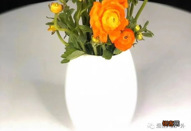 洋牡丹如何醒花