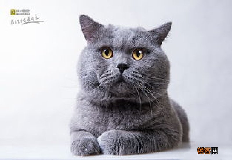 蓝猫的寿命一般是多长时间