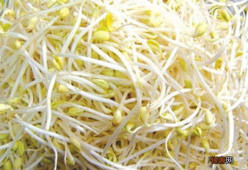 豆芽菜烂芽是什么原因
