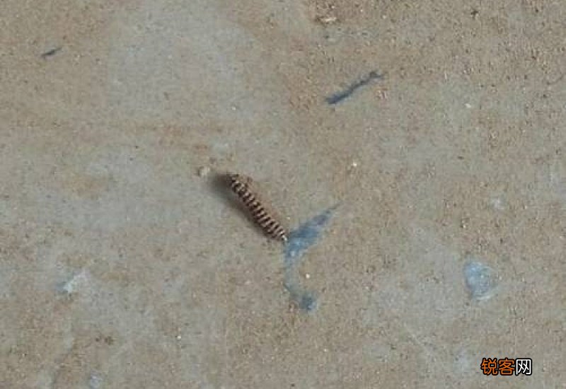 鼻涕虫爬过的地方有毒吗 下水道鼻涕虫怎么根除