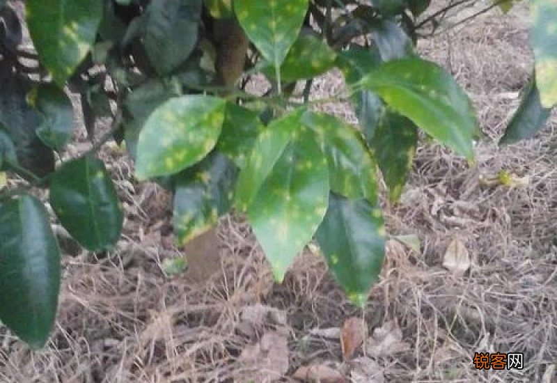 柑橘病虫害防治与用药