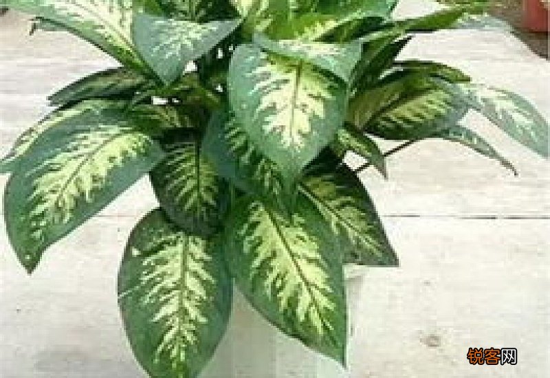 盆景万年青什么样子