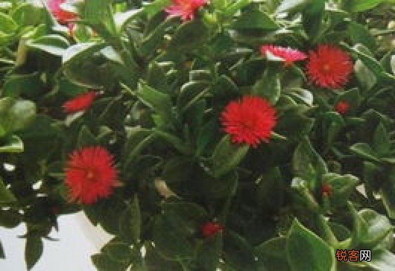露草怎么扦插