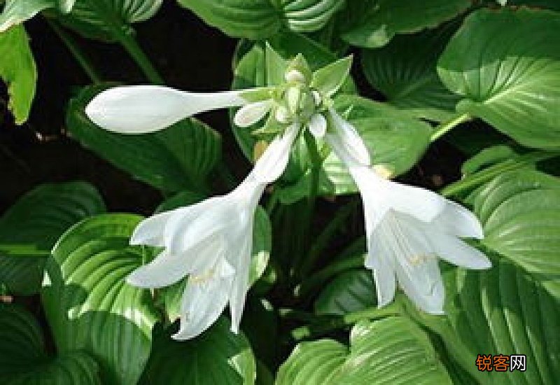 玉簪花花期多长时间