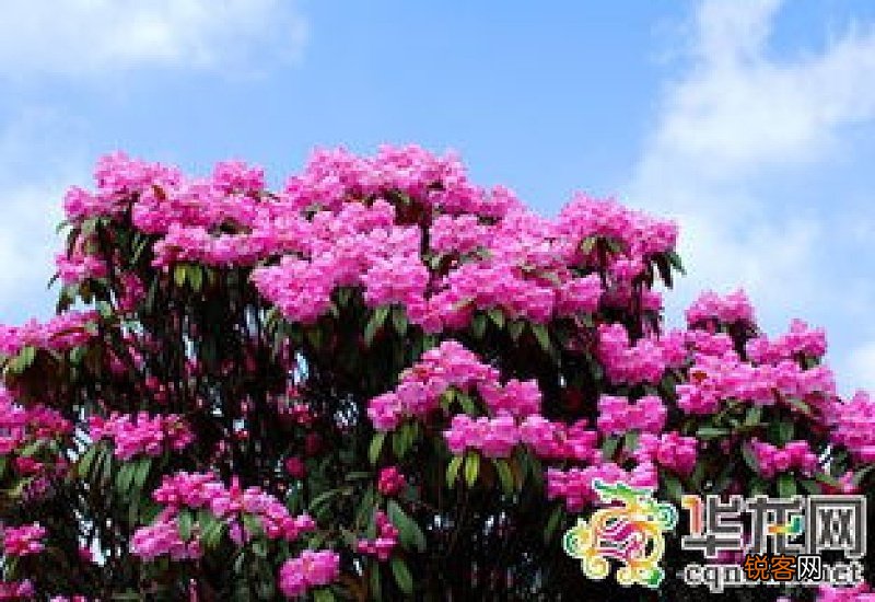 贵州看杜鹃花的地方是哪里