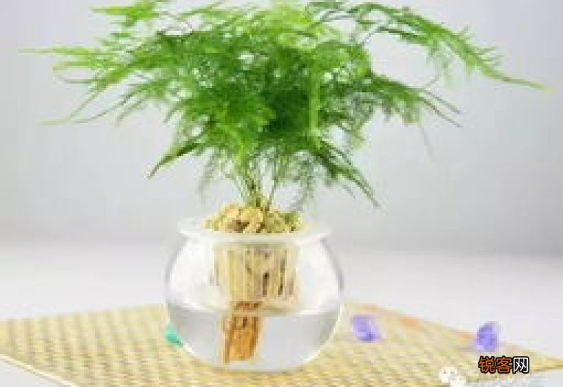 文竹象征着什么精神作文