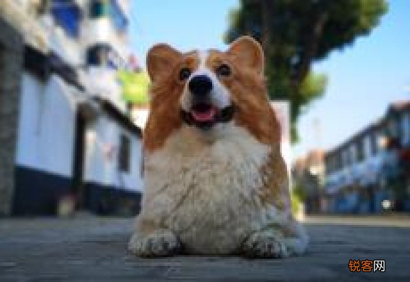 狗有东西卡喉咙怎么办