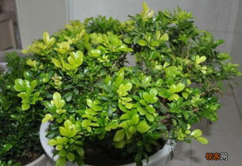 米兰花怎么浇水