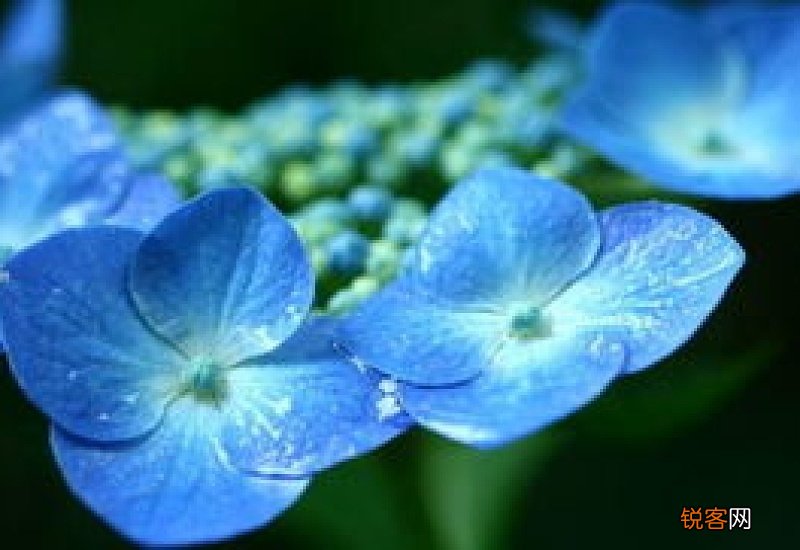八仙花能水插吗?