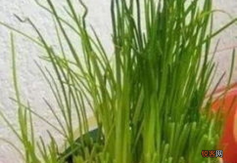 香葱种植技术和管理方法