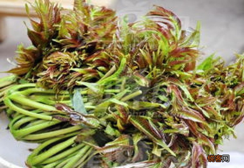 香椿放在塑料袋中叶子都掉了还能吃吗