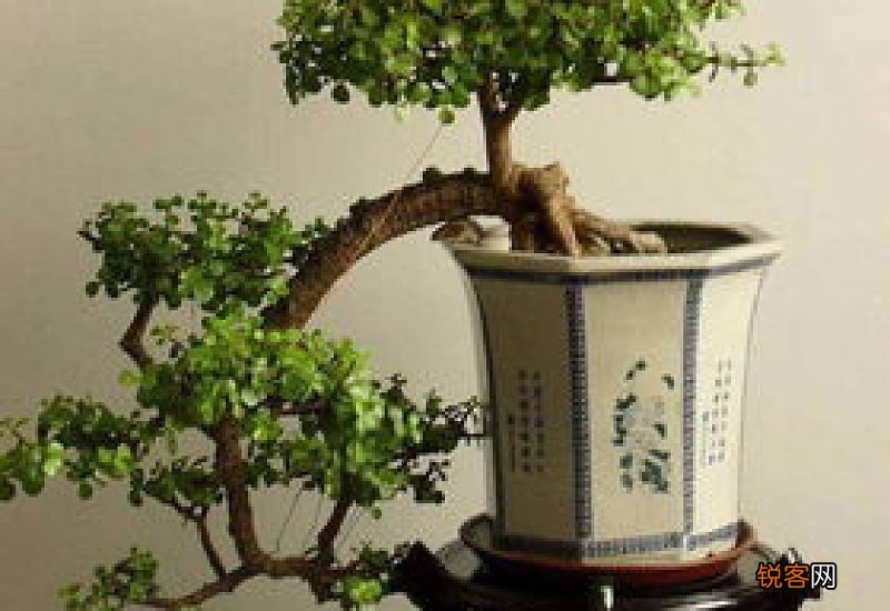 金枝玉叶小苗什么时候打顶