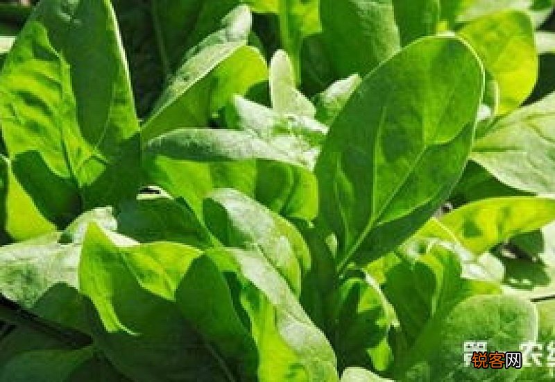 养殖菠菜应该怎么施肥