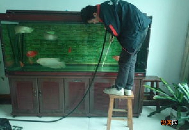 新鱼入缸后几天换水