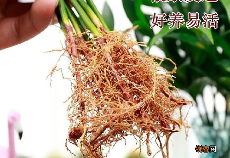 水培驱蚊竹怎么养