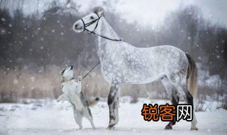 声色犬马这句话包括那几个动物 声色犬马指哪种动物