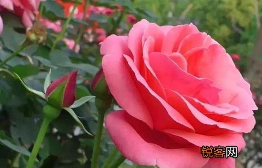 月季花怎么养 养月季花的注意事项