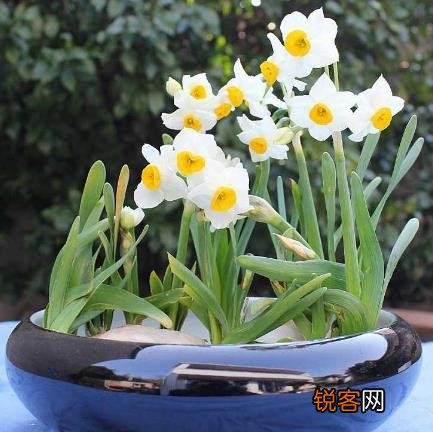 水仙花的正确养护方法 养水仙花的注意事项