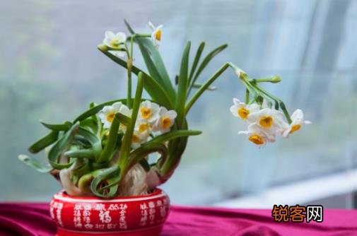水仙花的正确养护方法 养水仙花的注意事项
