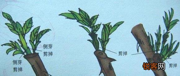 细数家庭花卉生长期和休眠期修剪最佳时间及方法