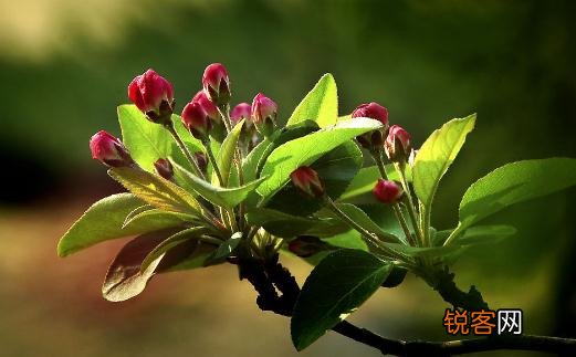 海棠花的介绍-海棠花的养护，盆栽海棠花的养护