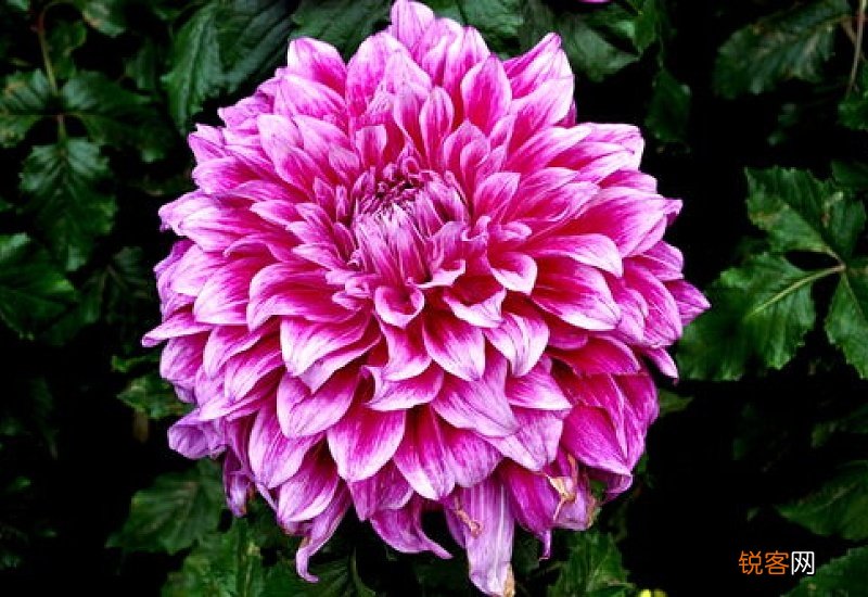 大丽菊是什么季节的花
