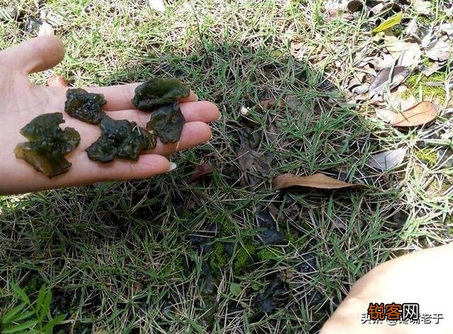 农村一种打雷才有的植物 山里有什么植物可以吃