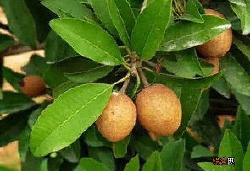 人心果种植方法和技巧